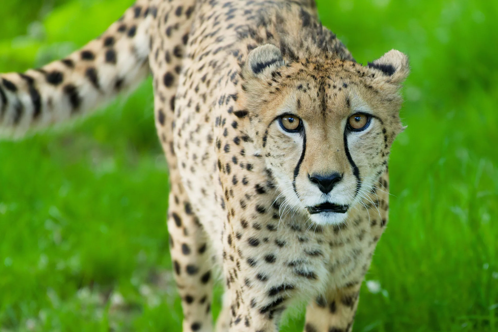 Cheetah at Edinburgh Zoo