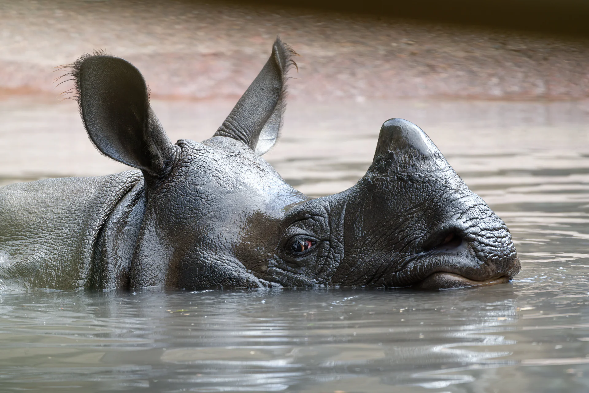 Greater One-Horned Rhinoceros at Edinburgh Zoo