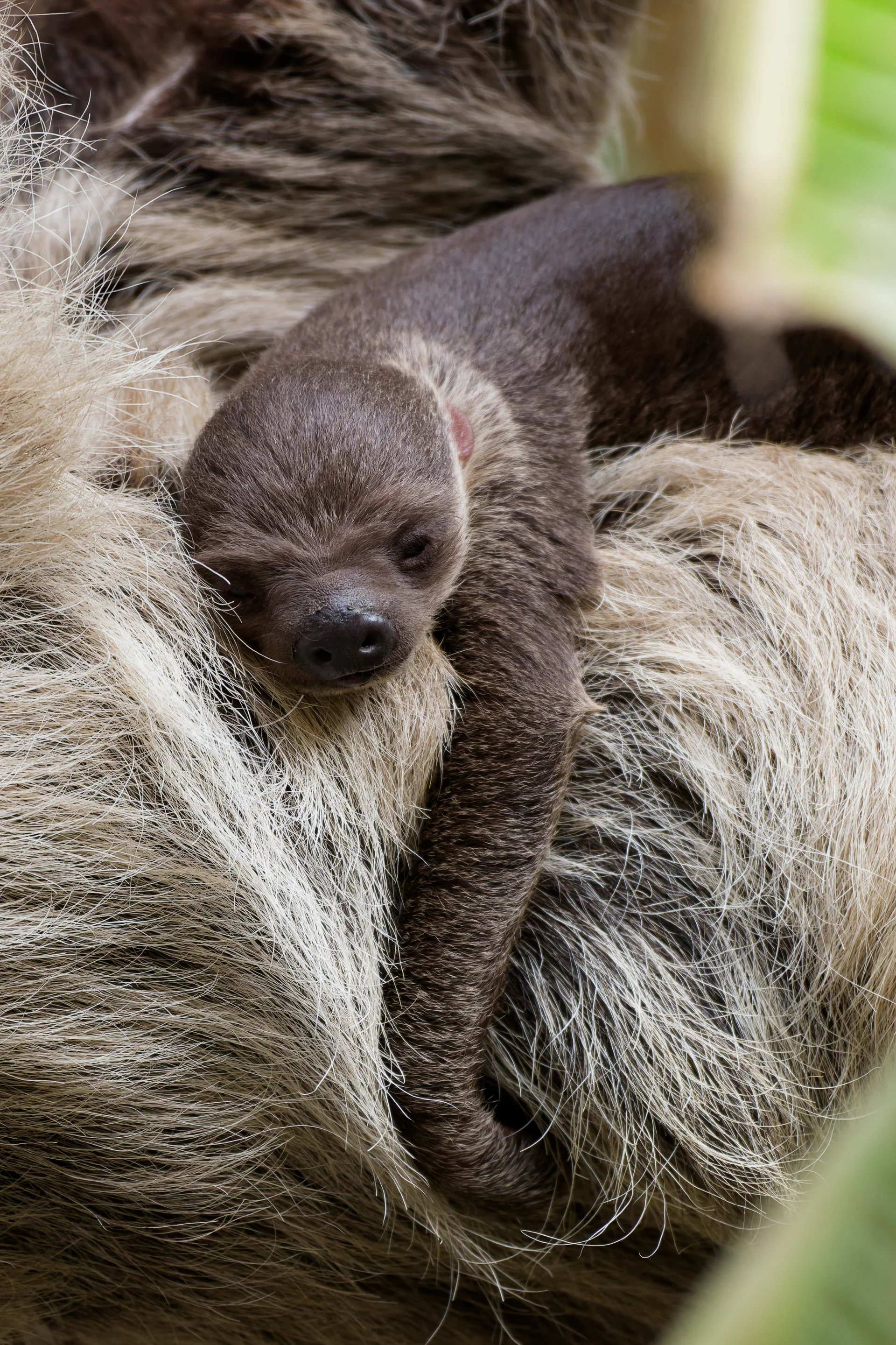 Linne's Two-Toed Sloth at Edinburgh Zoo