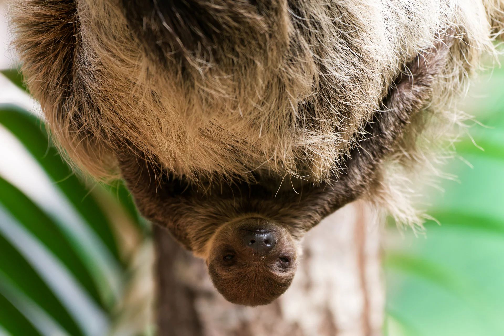 Linne's Two-Toed Sloth at Edinburgh Zoo
