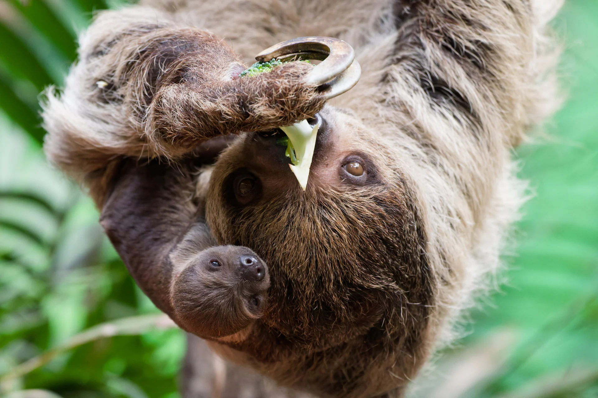 Linne's Two-Toed Sloth at Edinburgh Zoo