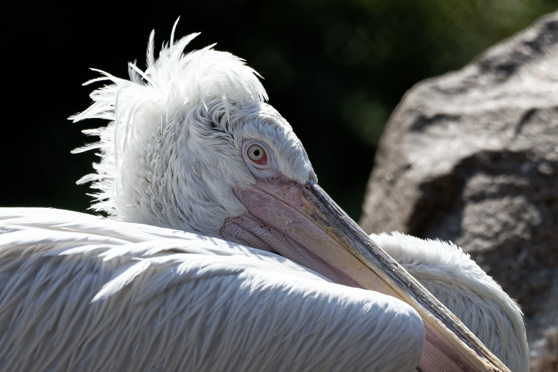 Dalmatian Pelican at Paignton Zoo