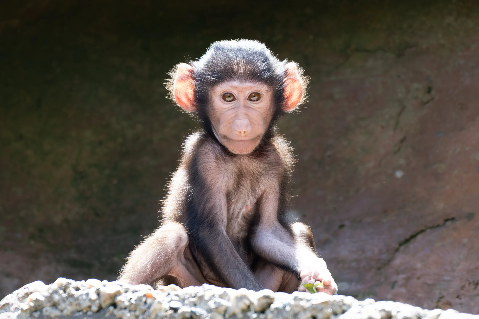 Hamadryas Baboon at Paignton Zoo